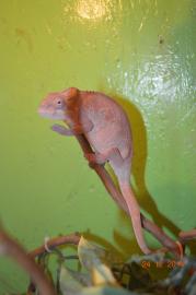 Chameleonov Furcifer Pardalis (AMBILOBE)