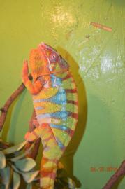 Chameleonov Furcifer Pardalis (AMBILOBE)