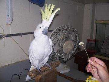 Prodat Detnk kakadu papouci