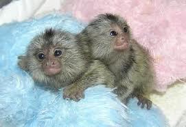 Dva Marmoset opice k prijatiu