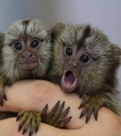 Baby Marmoset opice na prijati