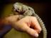 Baby Marmoset opice na prijatie.