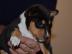 Basenji štěňata