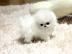 Pomeranian šteňa na 150 eur.