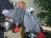 Prodám Žako Africké šedé papoušci