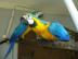 Nabídka zlatá a modrá papoušek
