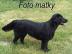 Flat Coated Retriever  t.  s PP