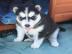 Krsne sibrsky husky teat pre p