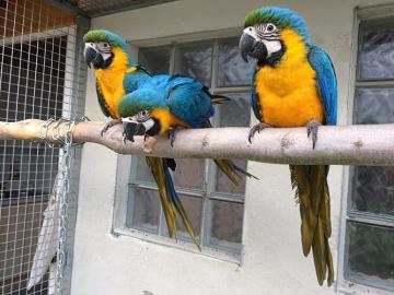 Samec a Samice Ara Ararauna papouek pro