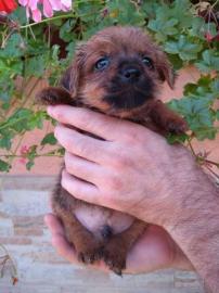 Norfolk Terrier