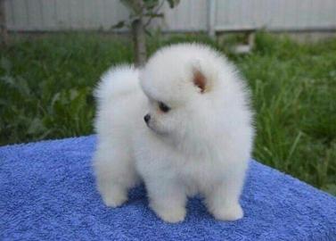 Pomeranian mini