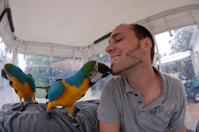 Nabdka Ara Ararauna papouek