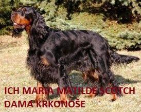 GORDONSETR tata s prkazem pvodu
