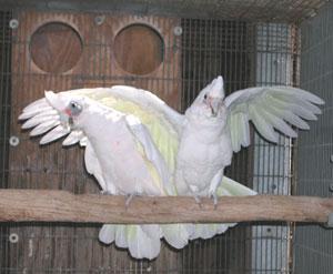 Detnk kakadu papouci