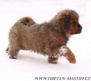 Tibetsk doga erven ttka s PP