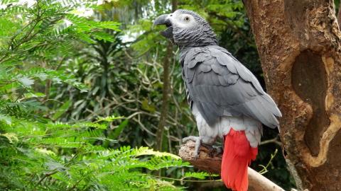 africa Graupapagei