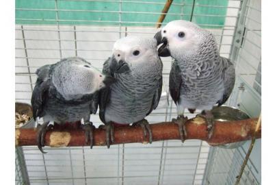 Papagj papagje pre prijatie zadarmo