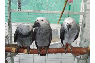 Papagj papagje pre prijatie zadarmo