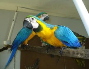 Nabdka Ara Ararauna papouek
