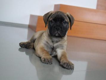 Bullmastiff - tata s prkazem pvodu