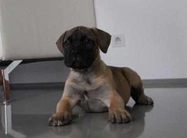 Bullmastiff - tata s prkazem pvodu