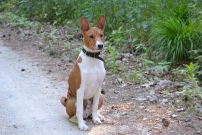 tata Basenji s PP