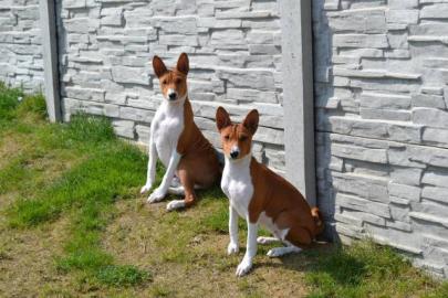 tata Basenji s PP