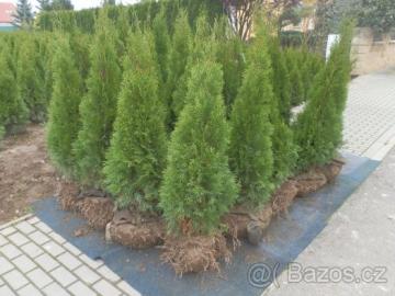 Tuja / thuja smaragd vka 140 cm